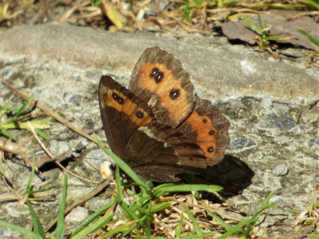 Erebia ligea